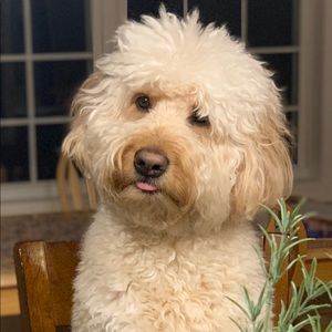 Meet your Posher, Jenny